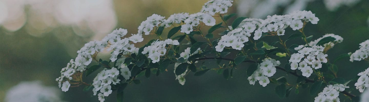 CEE Blog Header - Flower